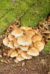 Gardens fungi by Peter Brearley Trevince